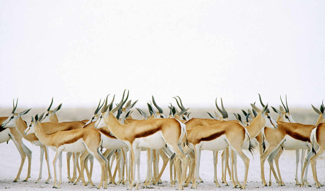 collection, Photo, category, animals, photos, their, animals, cheetah, nature, park, picture, national, tweet, namibia, is, pack, rest, the planet, piła, 100, springboks, reindeer, gas, number, representatives, squad, lastonoges, gases, antelopes, etosha, this is amazing, springbucks, post, wild, natural, substantive, enemy