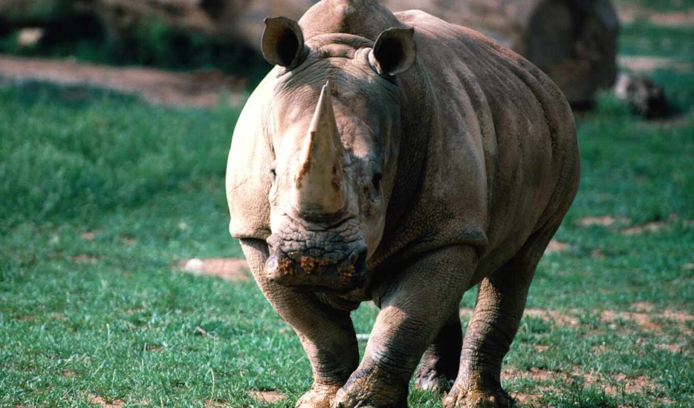 род, носорог, rhino, носороги