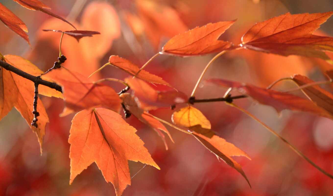 desktop, осень, листва, branch
