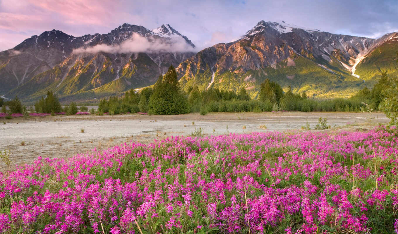 фото, цветы, гора, поле, розовый