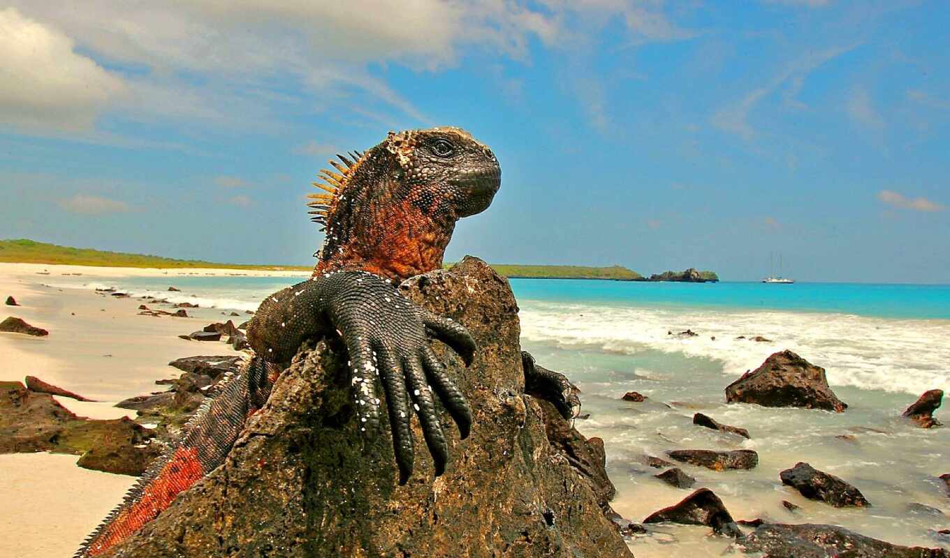 остров, iguana, galapagos