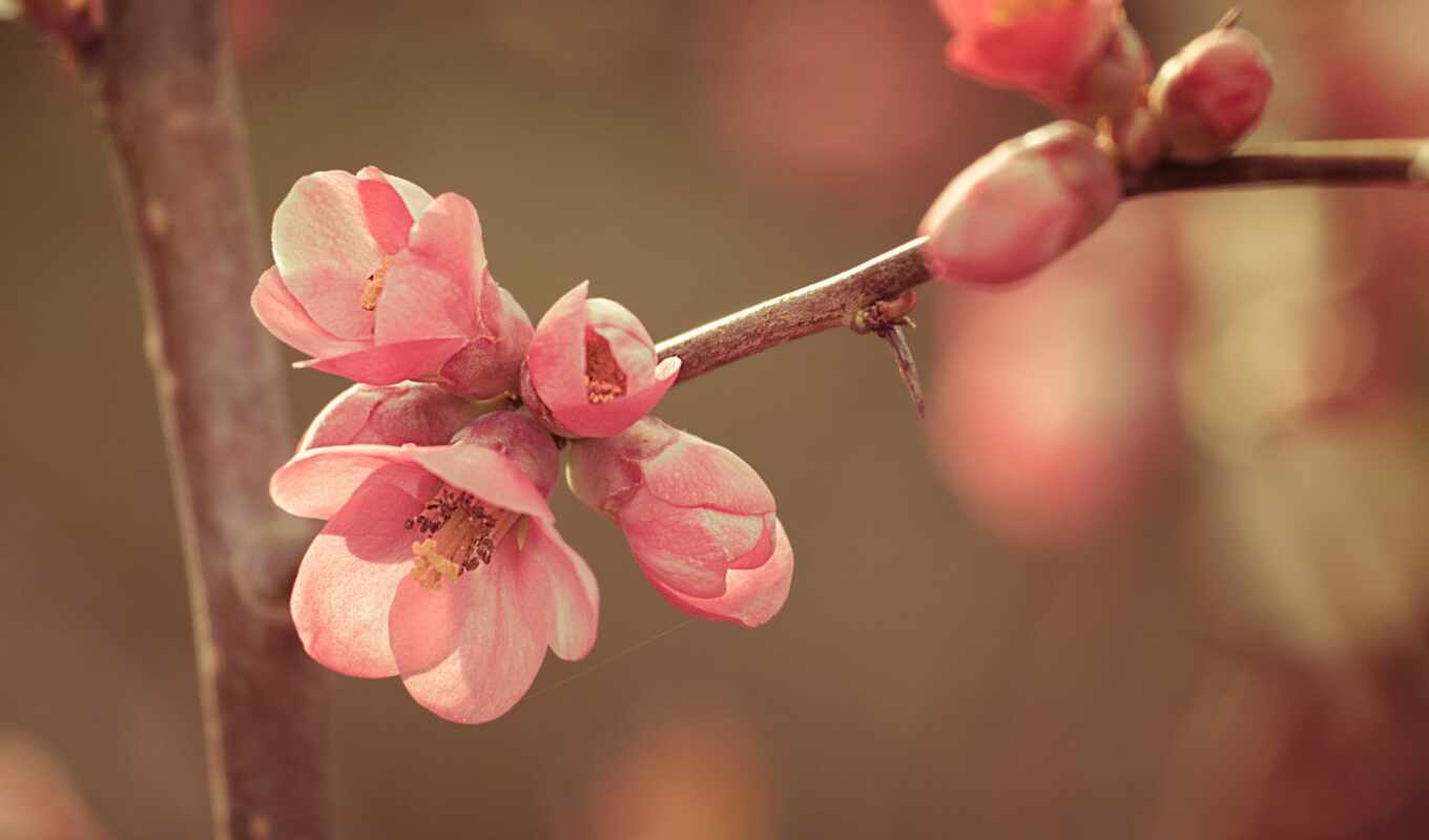цветы, розовый, весна, bloom