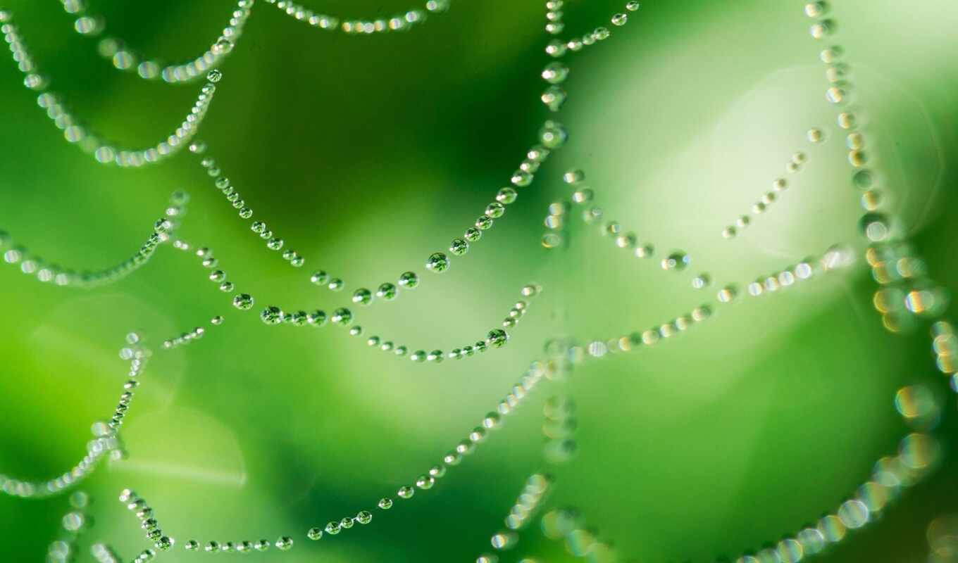 drop, web, green, water, dew