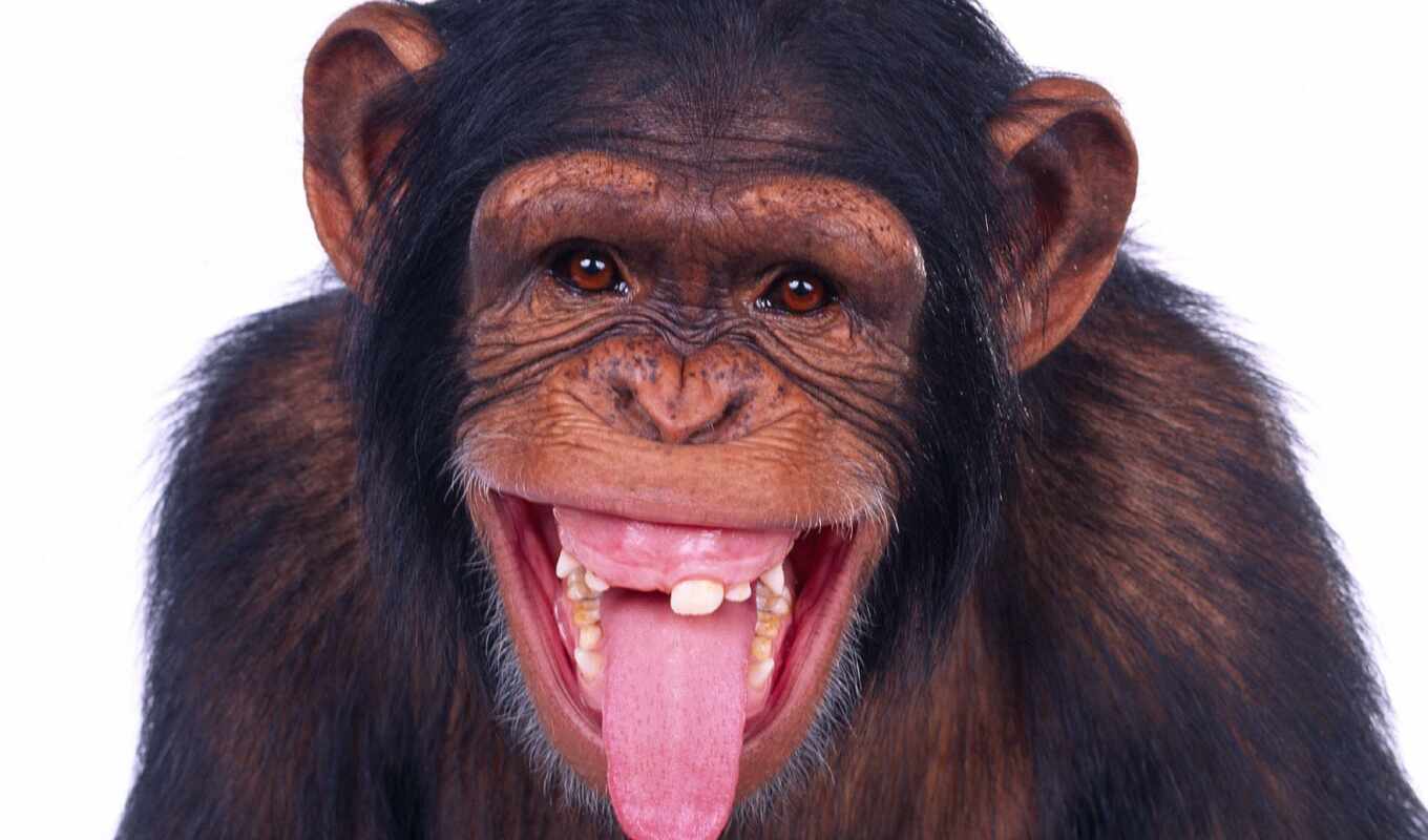 обезьяны, обезьяна, язык, показывает