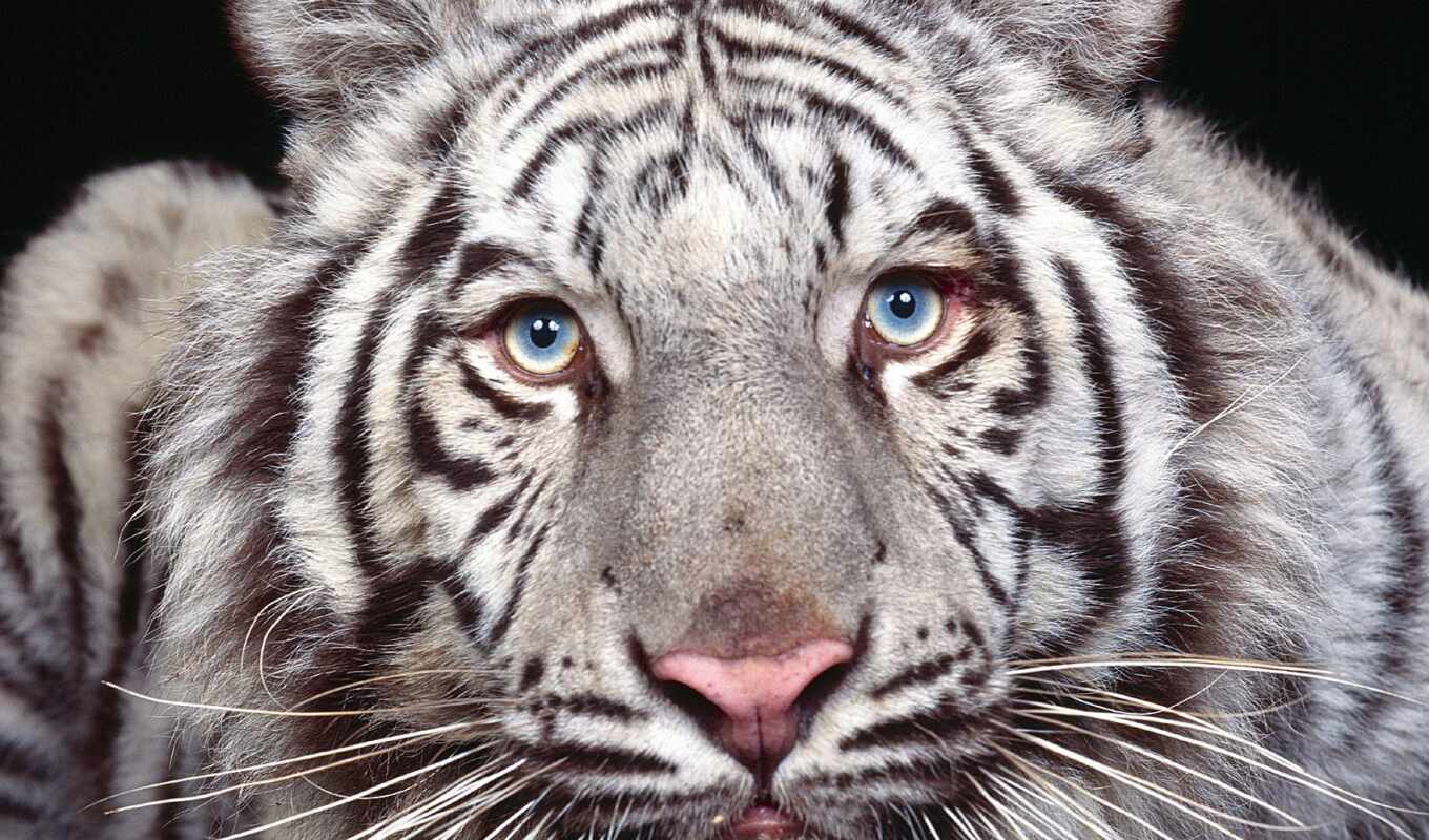 white, light, cat, tiger, eyes, blue, cats, cats, wild, zhivotnye, albinos