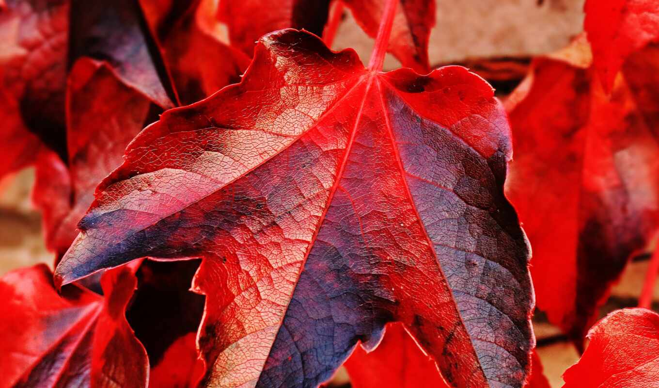 красные, red, ivy, листва, осенние, zobacz, jesień