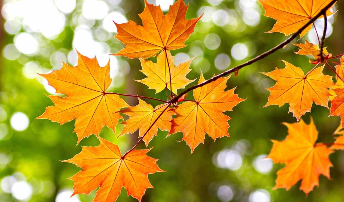 природа, red, дерево, листья, осень, maple, ветви, yellow