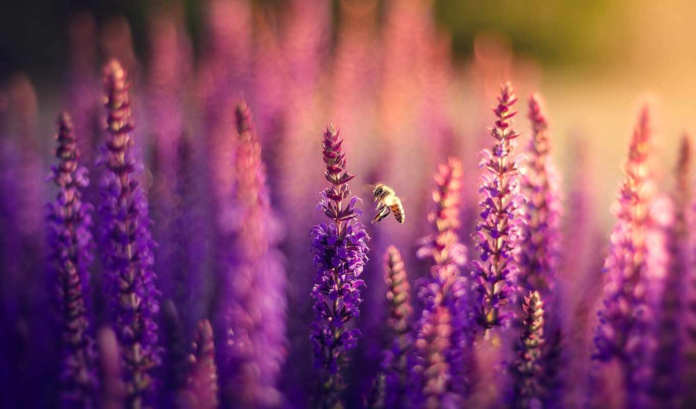 природа, пчелка, поле, боке, сиреневые, cvety, lavender