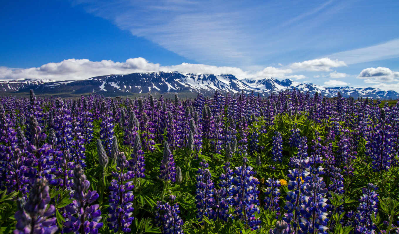 flowers, iceland, lupins, Lupin, mountains, cultivation, seeds, lupine, nootka