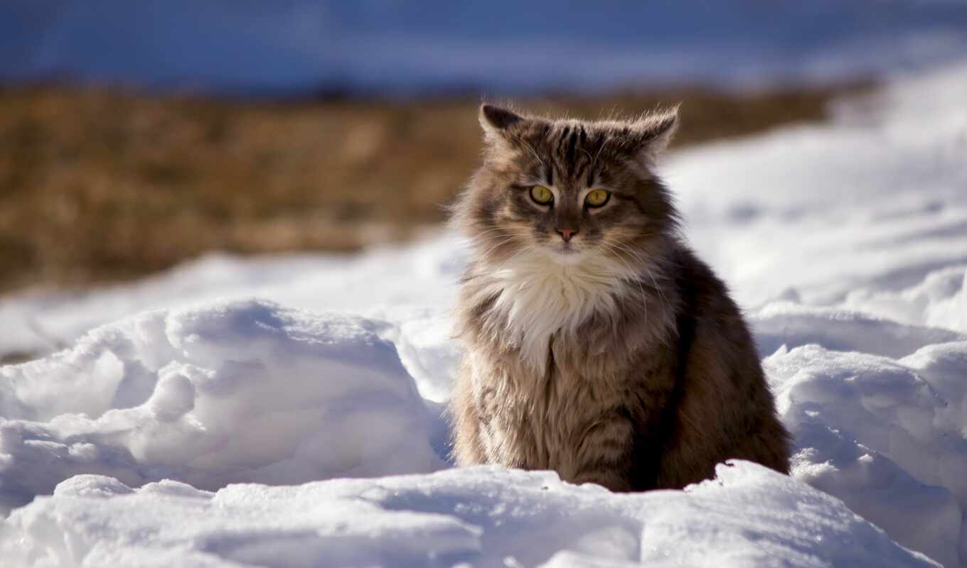 nature, snow, forest, cat, fresh, kitty, to become, siberian, norwegian, zhivat