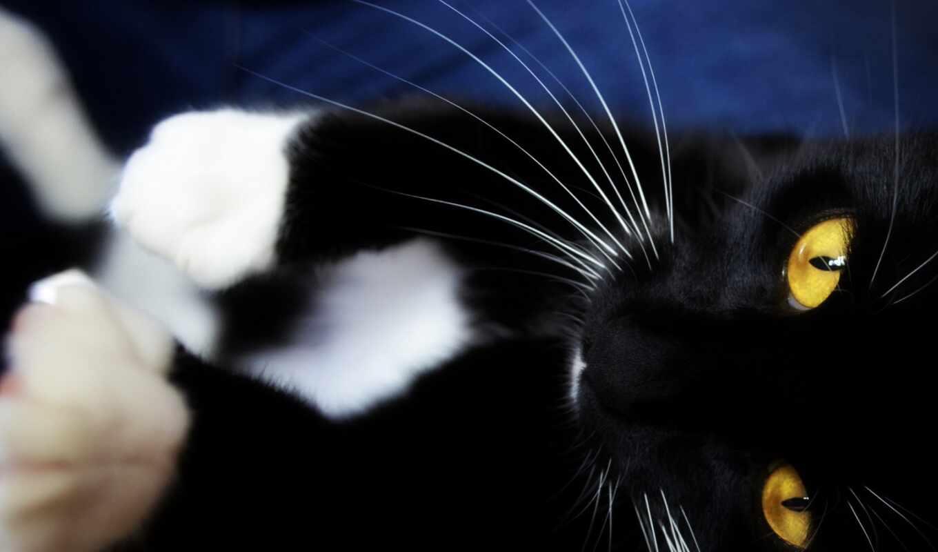 black, кот, kot, osen, морда, кошка, животное, мебель, лапа, sunduk