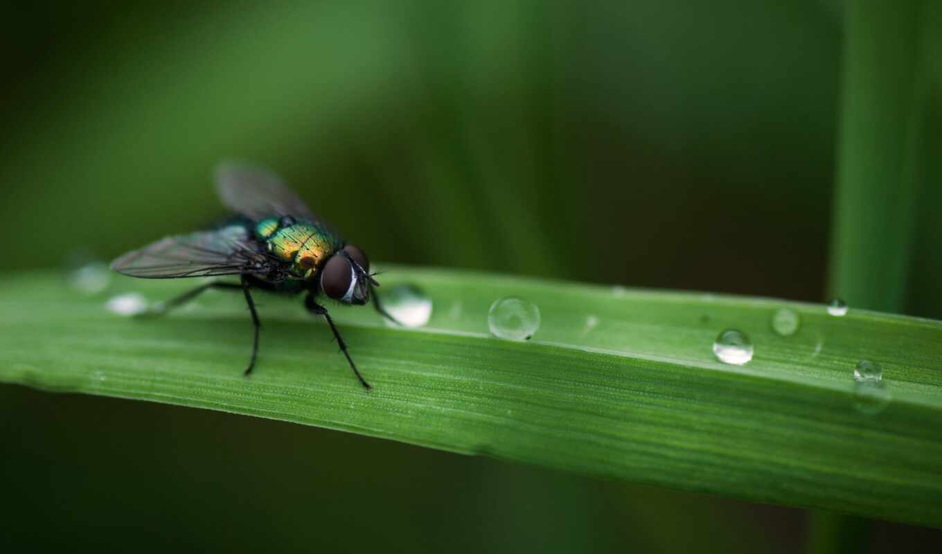 nature, background, beautiful, fly