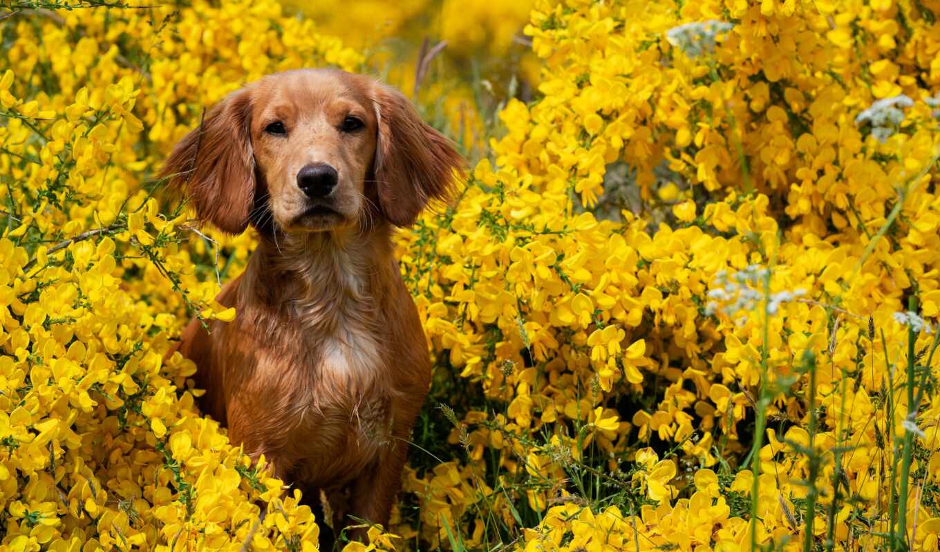 flowers, background, cute, dog, TV, animal, yellow, sit, pet, singing