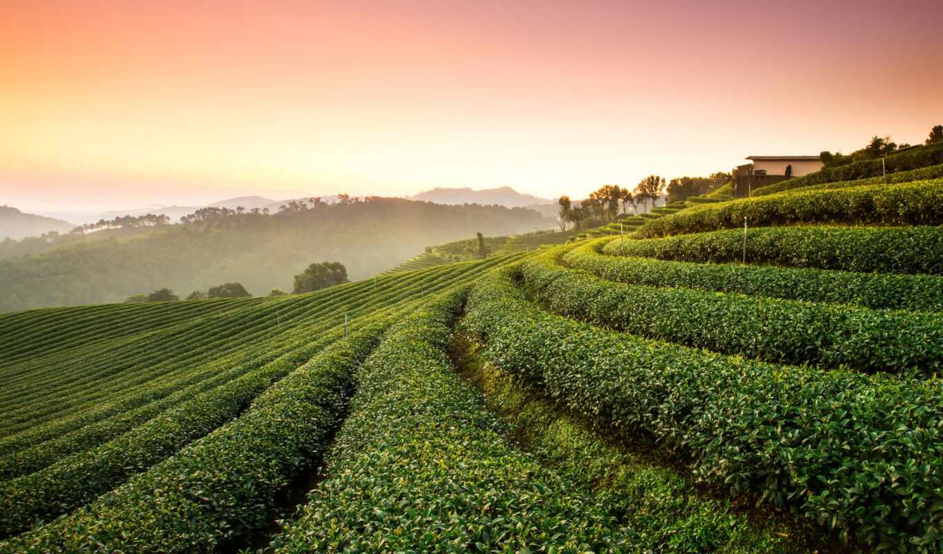чая, плантация