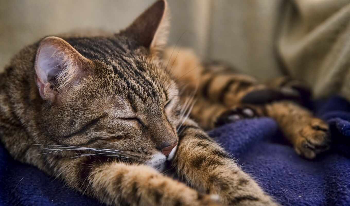 cat, sleep, animal, cover, ken, besplatnooboi