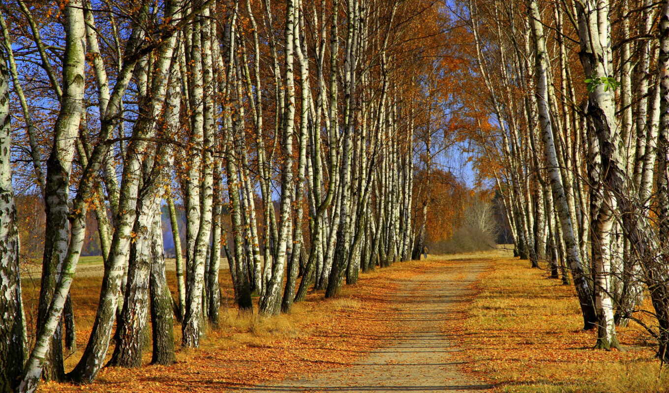картинка, лес, категории, осень, краски, trees, фоны, березы