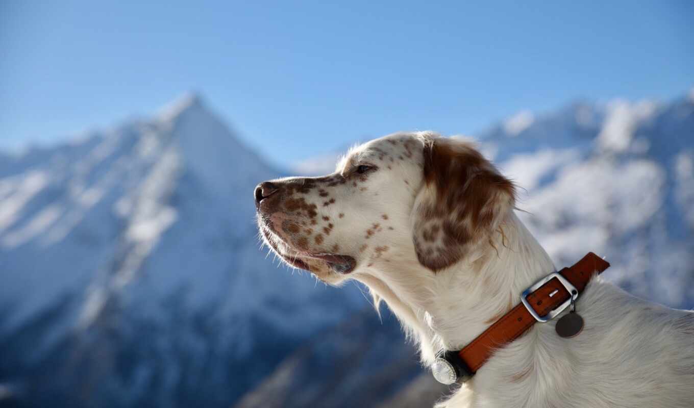 white, profile, dog, portrait, muzzle, netter, collar