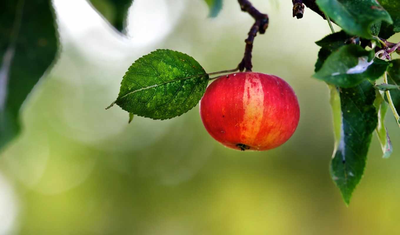 cvet, яблоня, frukt