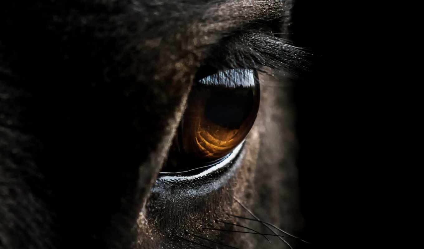 глаз, лошадь, стихи, fresh, pantalla, con, foto, caballo, ojo