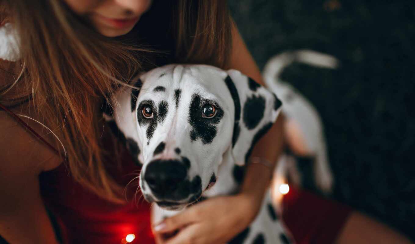 girl, dog, have, kang, pet, dalmatian
