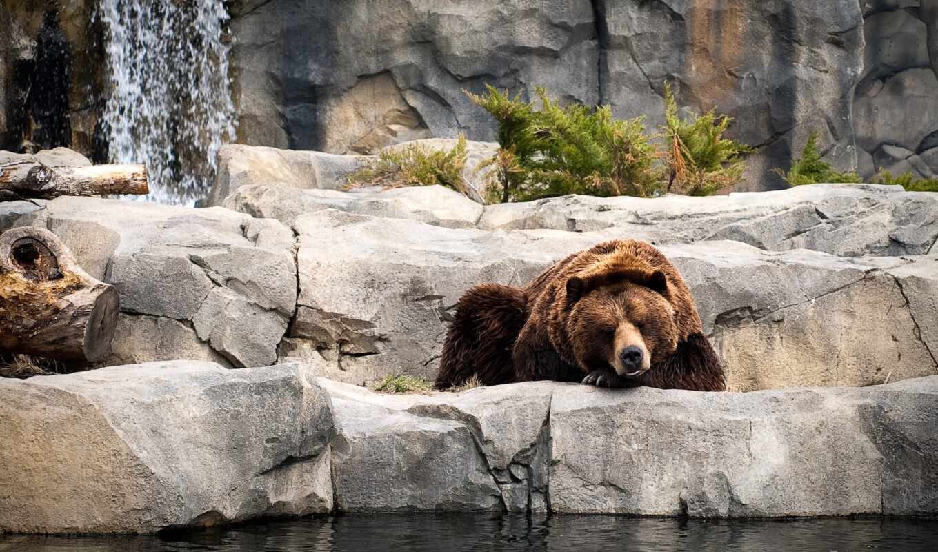 drop, pic, zoo, brown, bear
