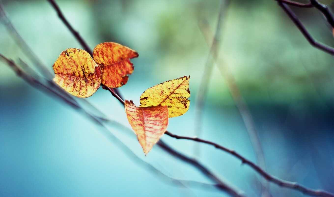 лист, осень, branch, yellow