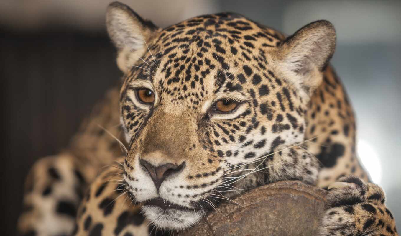 фото, кот, биг, gallery, zoo, леопард, animal, panthera, jaguar, onca
