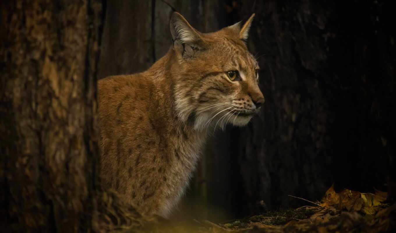 cat, and, animal, lynx, free, free, a mammal, pixabay, Burgenland region, lince, peakpxpage