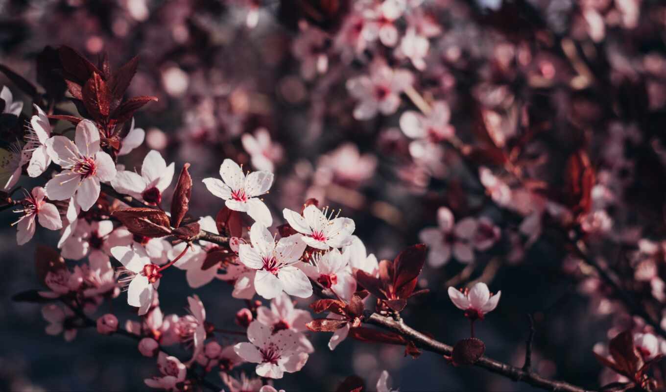 цветы, дерево, Сакура, cherry, branch, bloom