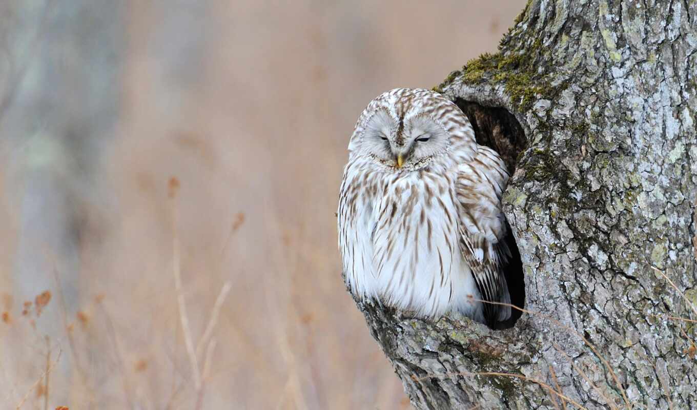 photo, eye, tree, owl, brown, hole