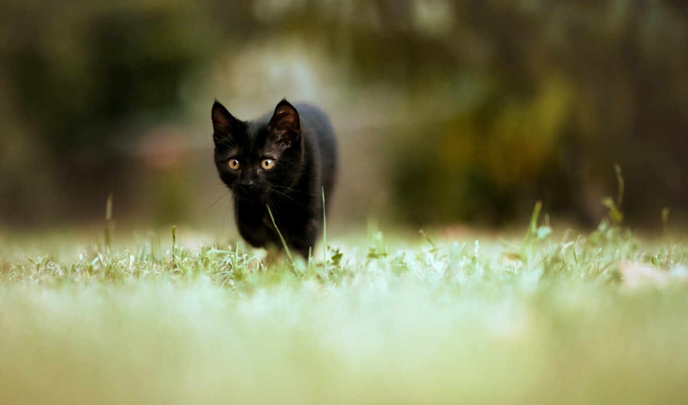 black, кошки, котенок, разных, траве, идёт