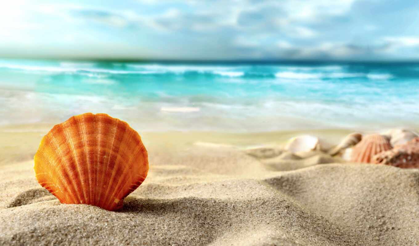 природа, sun, пляж, море, песок, морские, zoom, звезды, seashell, ракушки