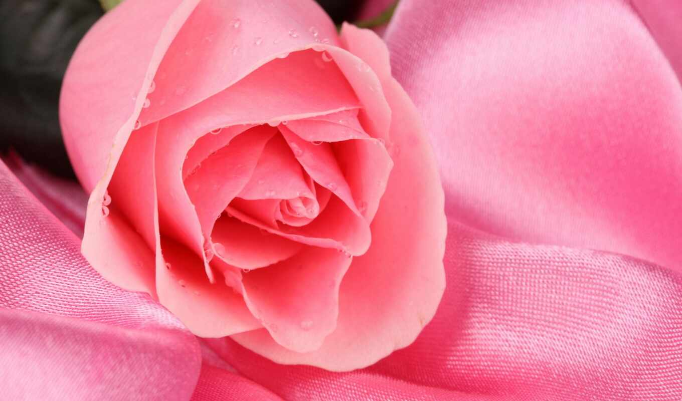 розы, roses, наши, тебя, прекрасны, розовый, premium, 