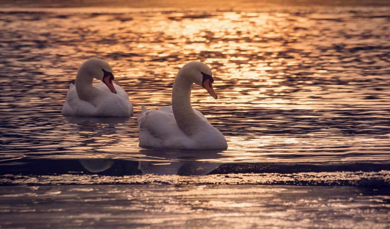 lake, sunset, water, bird, two, swan, night, kitty