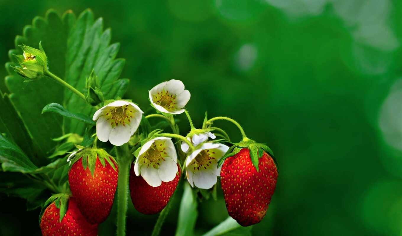 strawberry, legend, berry, myth
