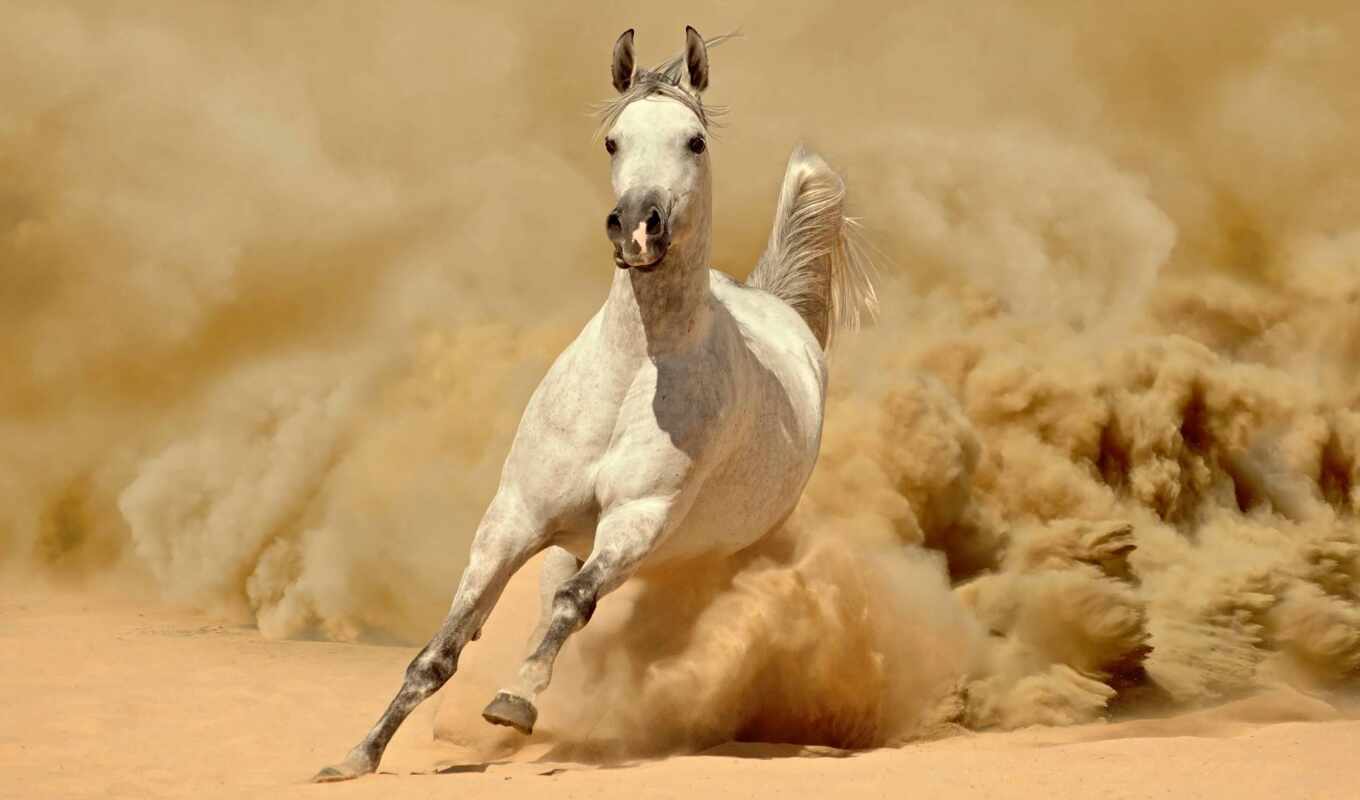 лошадь, песок, running, пыль, бежать