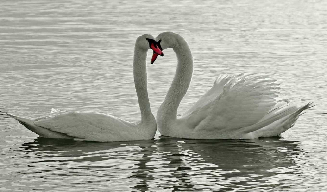 love, white, pic, птица, лебедь