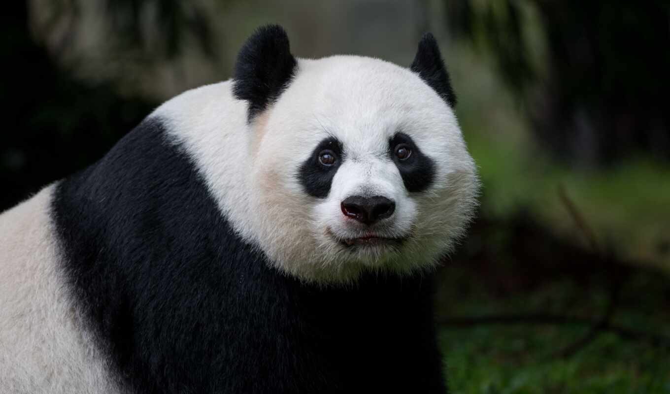 panda, animal, view