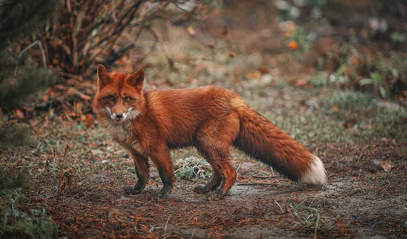 fox, autumn, animal, stoloboi