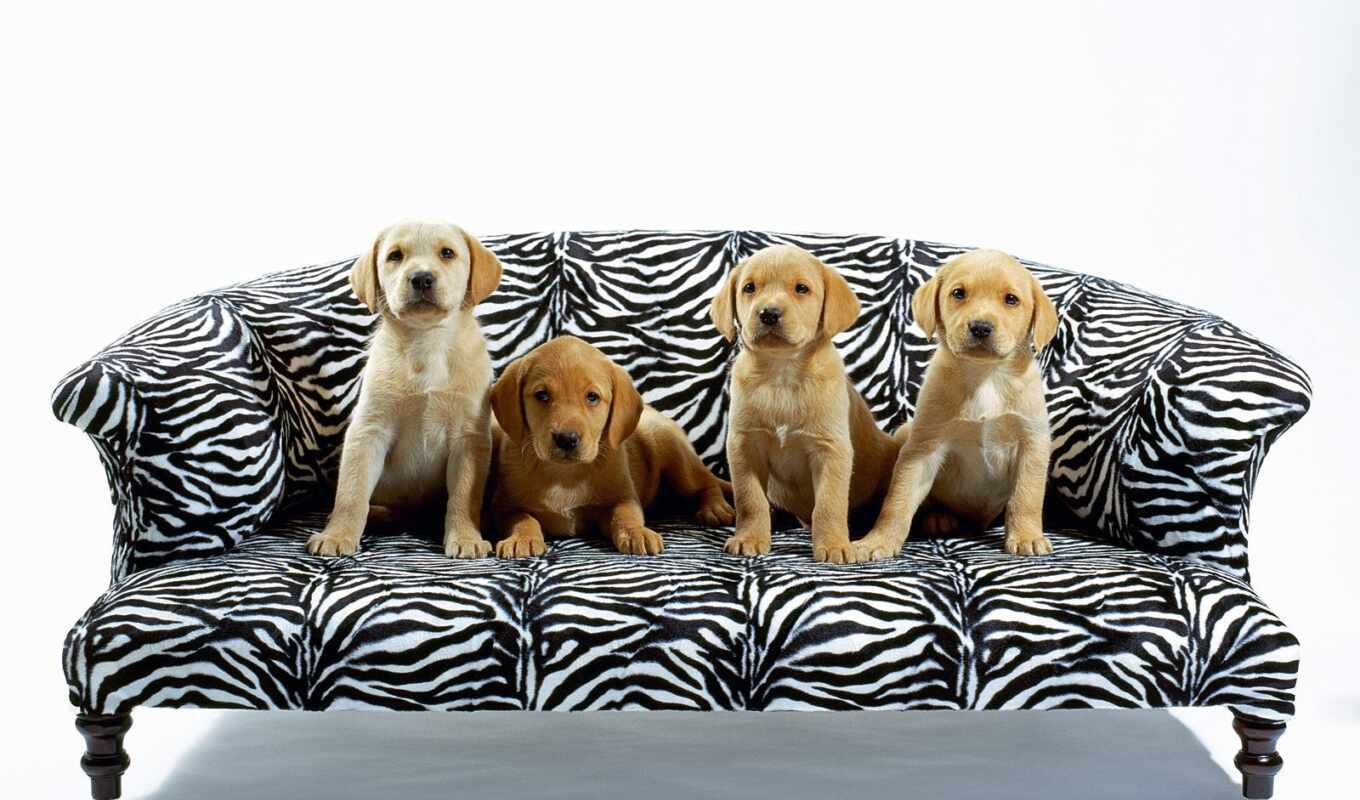 black, white, собака, щенок, animal