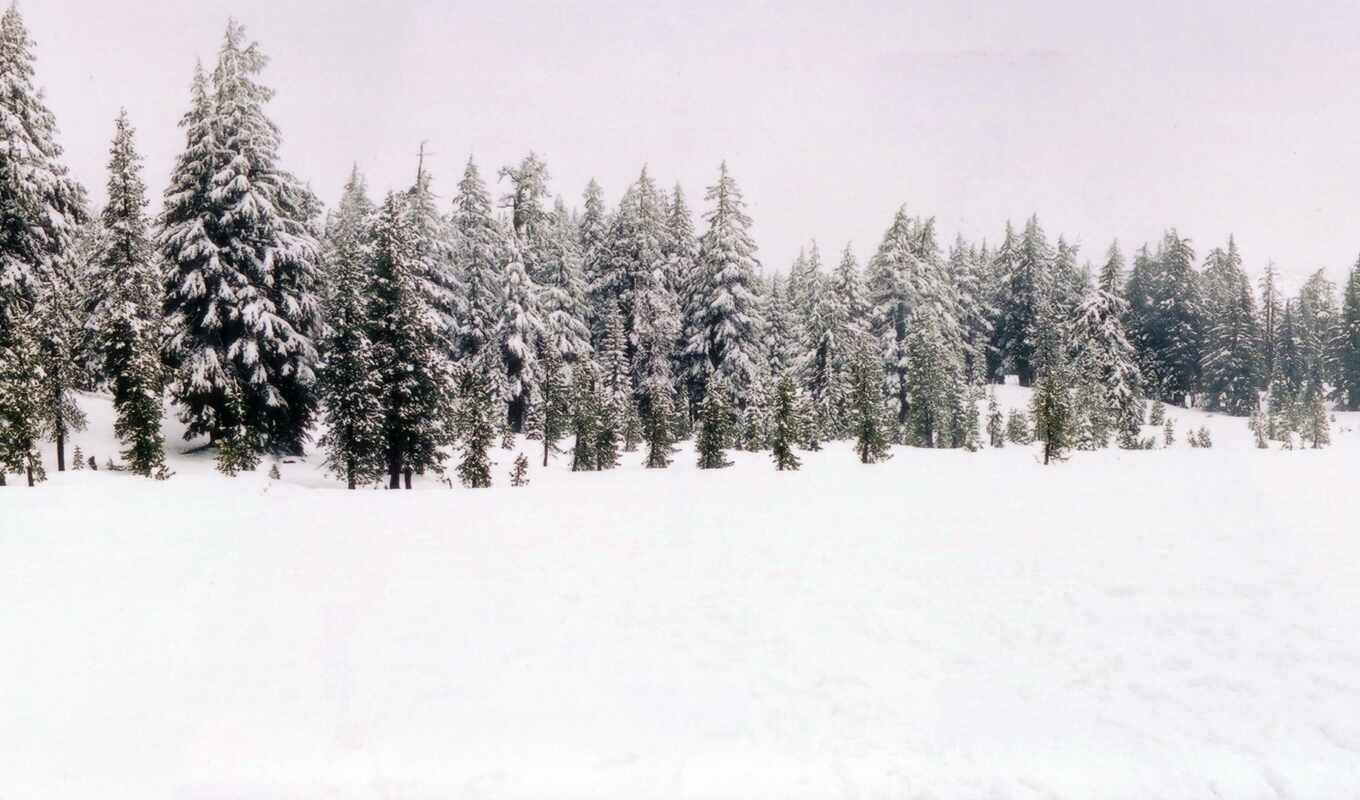 обои, лес, зимний, обоев, фото, природа, gt, можно