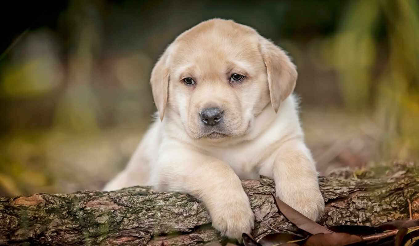 cute, dog, golden, puppy, Labrador, small, retriever