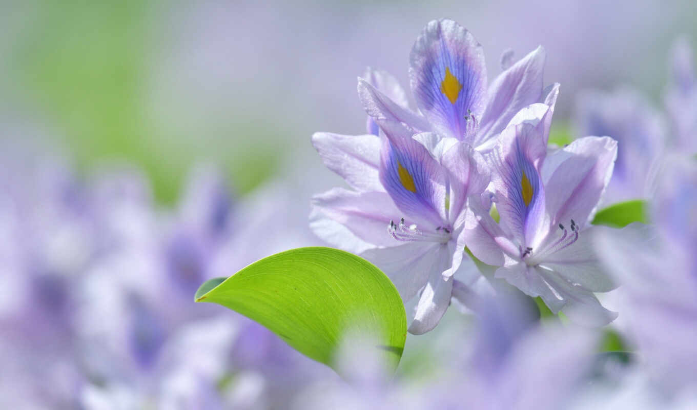 flowers, water, hyacinth, eihorniya