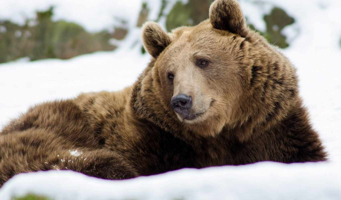 медведь, grizzly, википедия