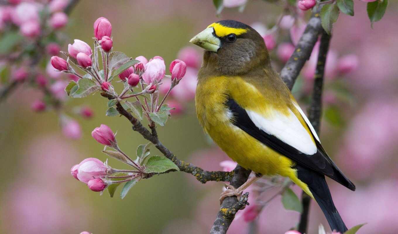 птица, branch, весна, sit