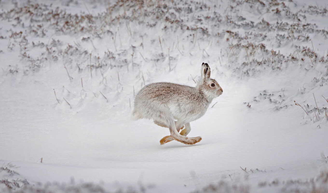 snow, miss, hare