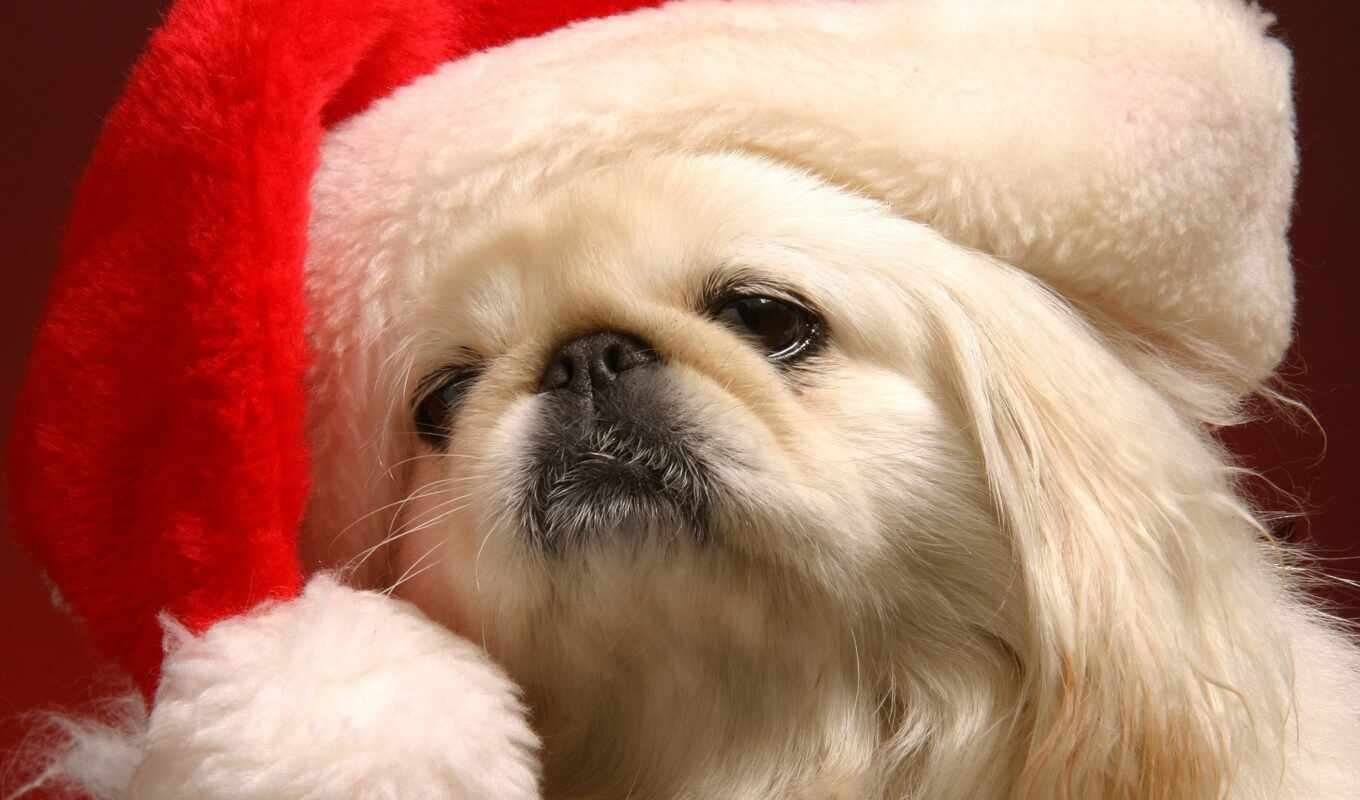 собака, christmas, щенок, animal, пекинский