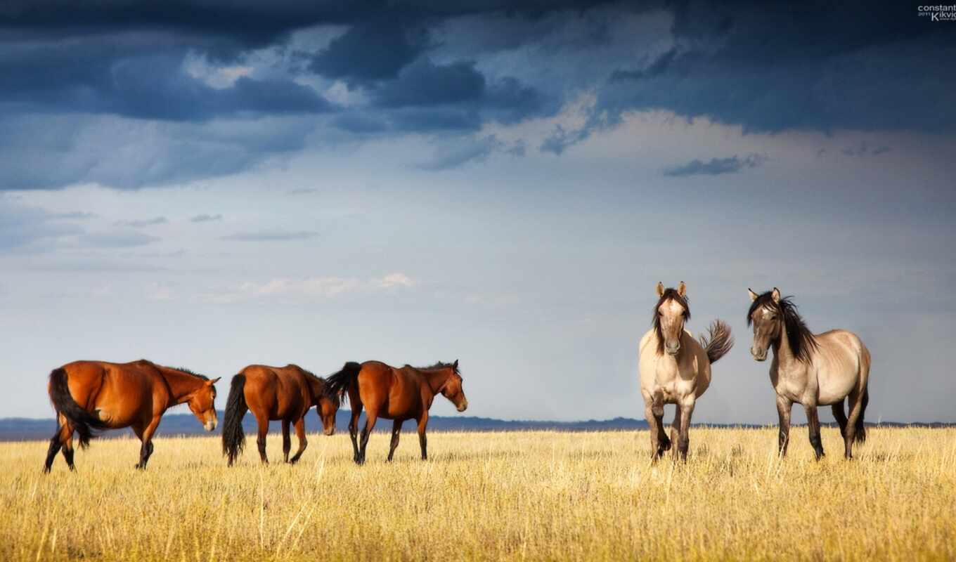 horses, meadow, gross