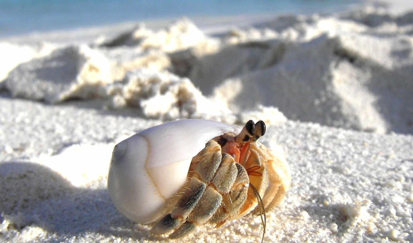 макро, песок, land, зооклубе, crab, крабы, отшельник, coenobita, clypeatus, неволе