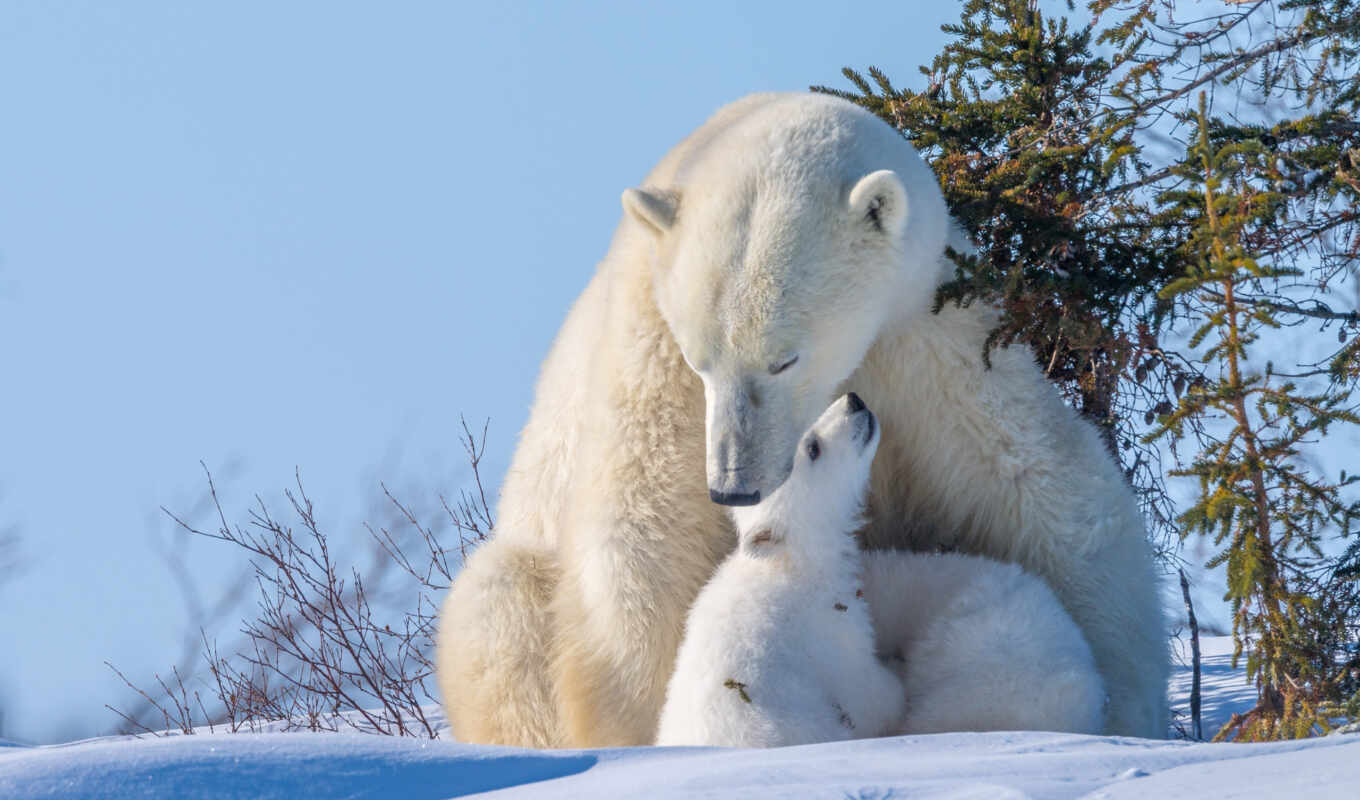 природа, white, снег, winter, медведь, animal, polar, narrow, medvezhonok